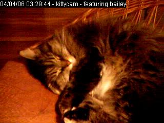 kittycam-2006
